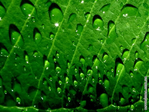 Dew drops (macro) (50 wallpapers)