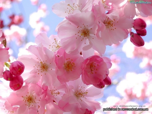 Beautiful flowers on your desktop (15 wallpapers)
