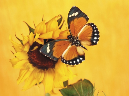 Butterflies (39 wallpapers)