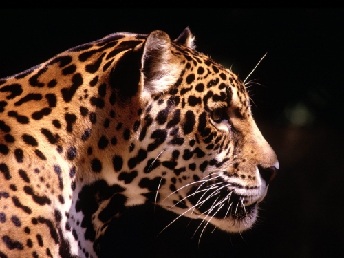 Leopards, Cheetahs, Leopards and others... (40 wallpapers)