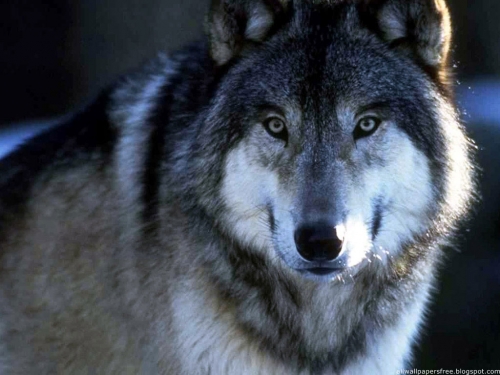 Wolves Wallpapers (100 wallpapers)