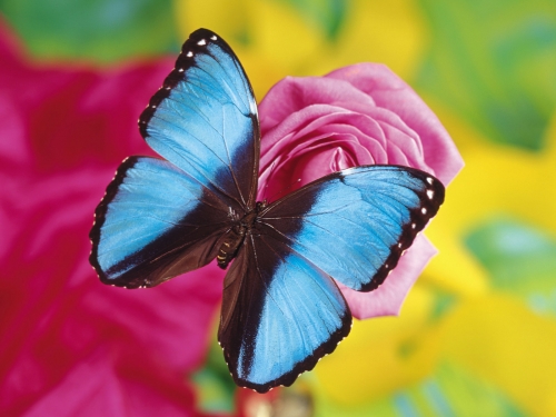 Butterflies love flowers (40 wallpapers)
