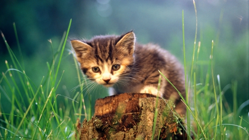 Beautiful Cats Full HDTV Wallpapers (50 wallpapers)