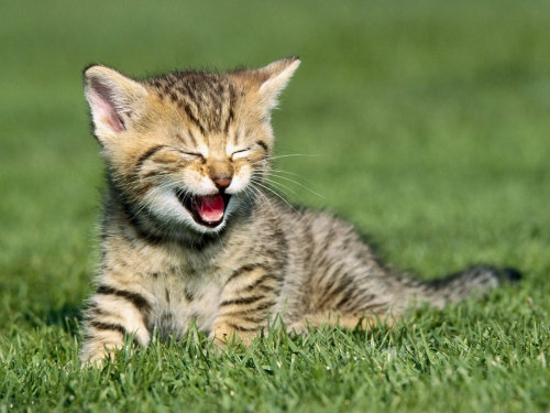 Wallpapers - Funny Cats Pack#4 (50 wallpapers)