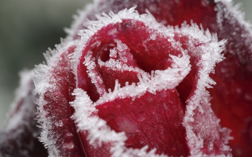 Flowers in frost (30 wallpapers)