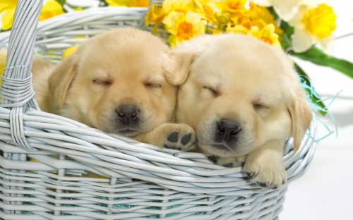 80 Cute Dogs HD Wallpapers Collection (72 wallpapers)