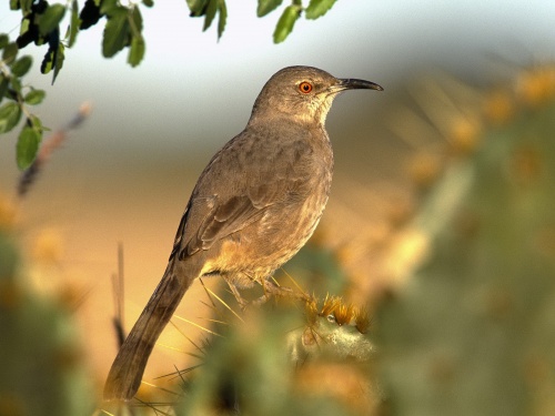 Birds Wallpapers (184 wallpapers)