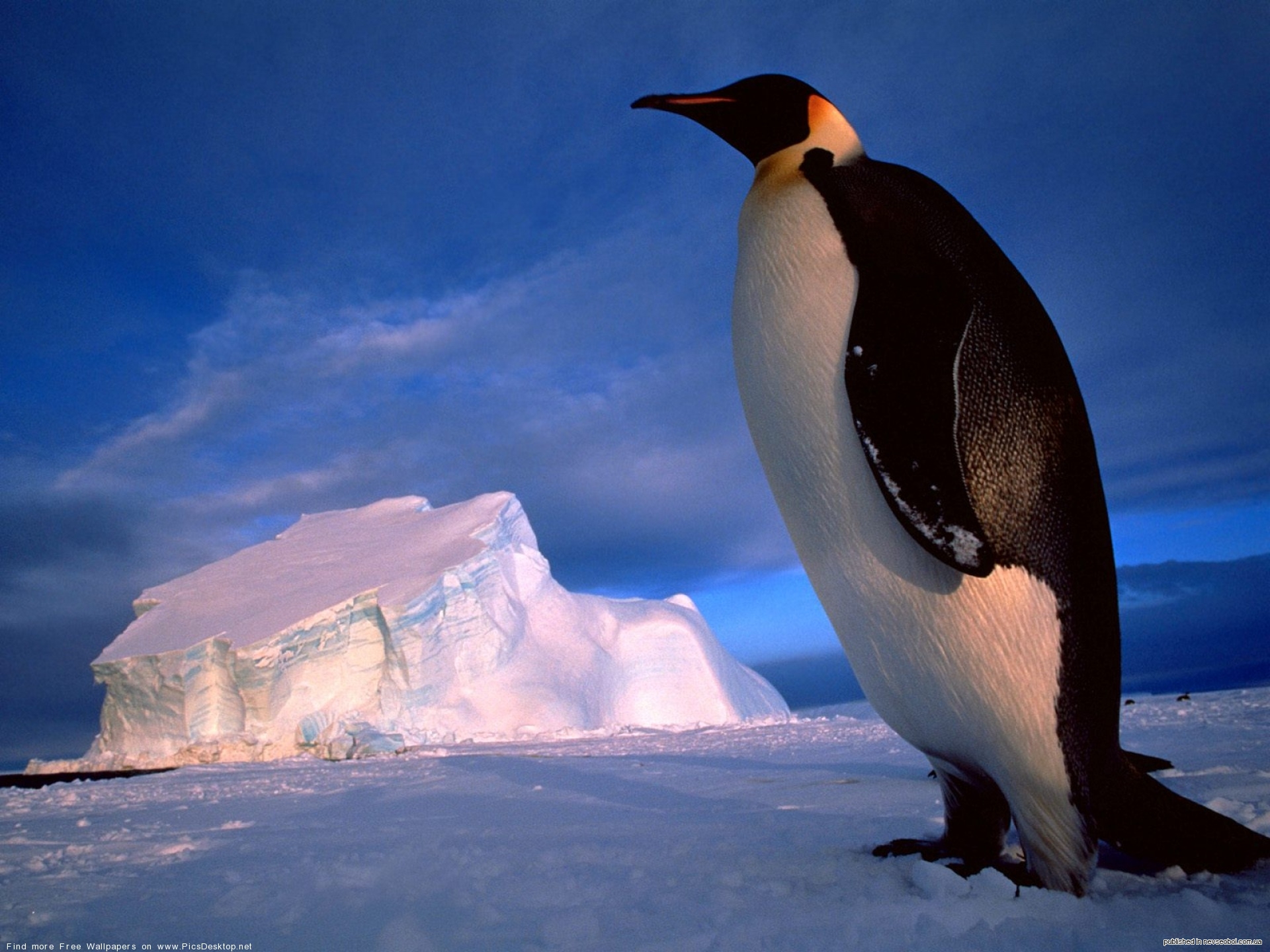 Сообщение о животных антарктиды. Императорский Пингвин в Антарктиде. Животные Антарктиды Императорский Пингвин. Антарктический Императорский Пингвин. Королевский Пингвин в Антарктиде.