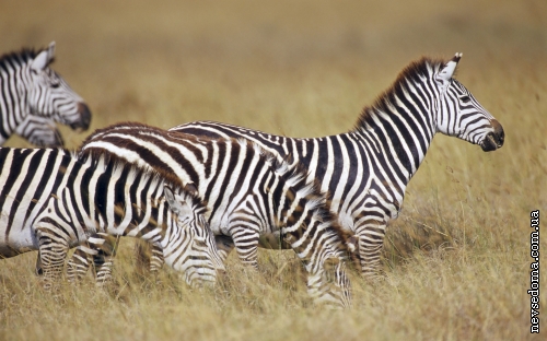 Wallpapers of wild animals in Africa (40 обоев)