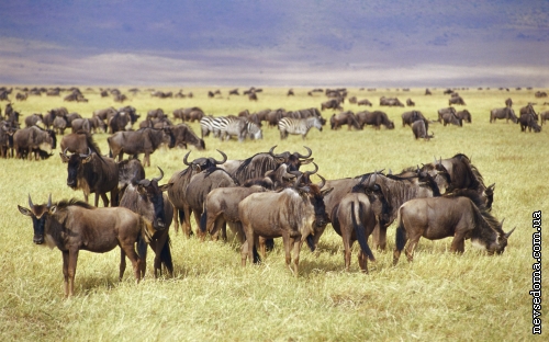 Wallpapers of wild animals in Africa (40 обоев)