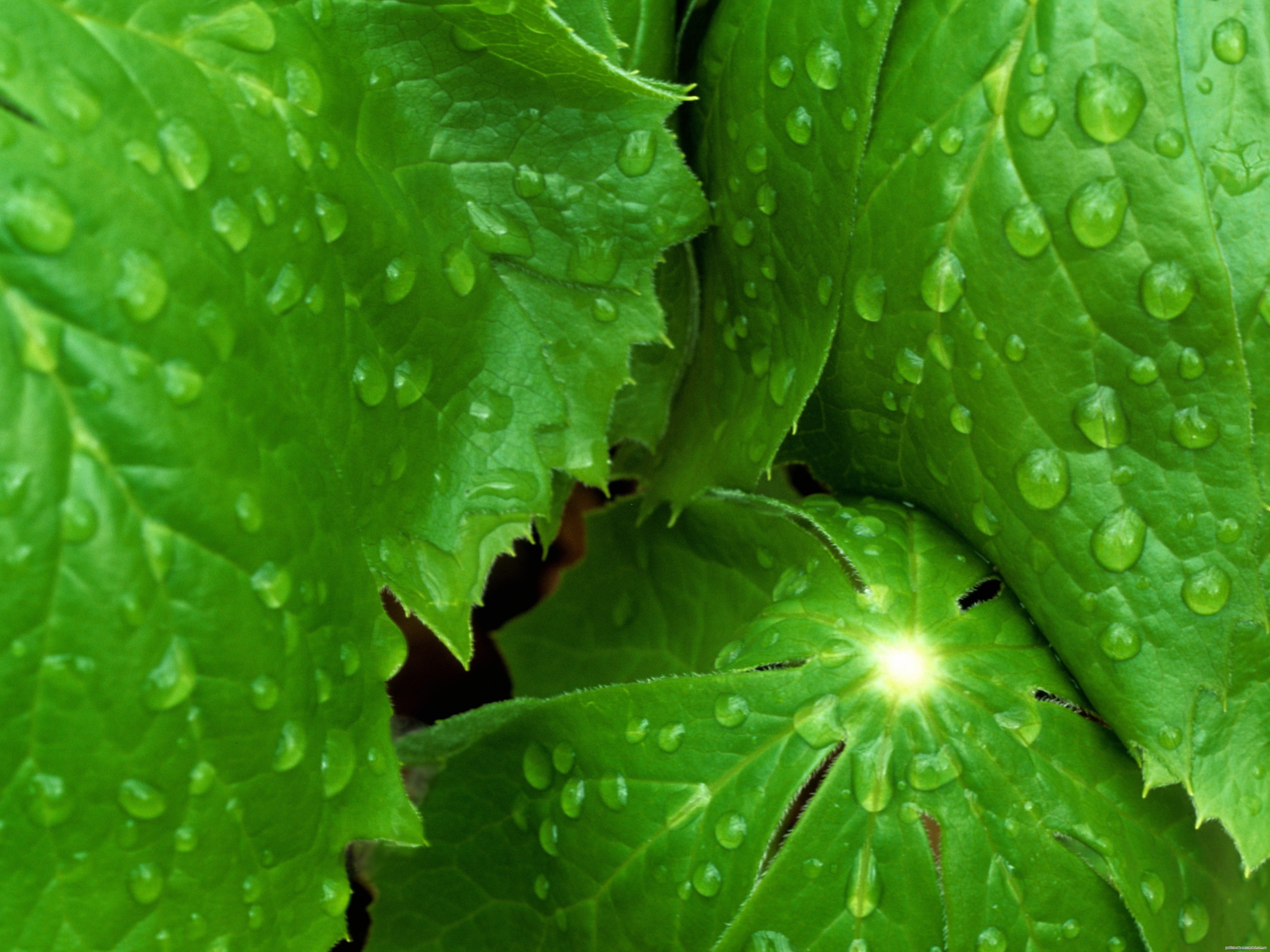 Сочный зеленый цвет. Сочные листья. Сочная зелень. Обои листья. Сочные зеленые листья.