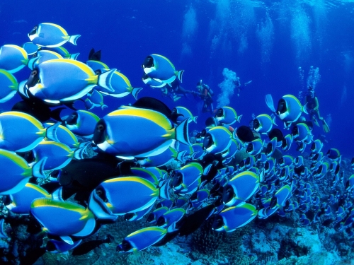 100 удивительных снимков подводного мира (100 обоев)