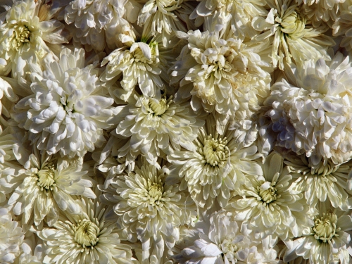 Море цветов (50 обоев)