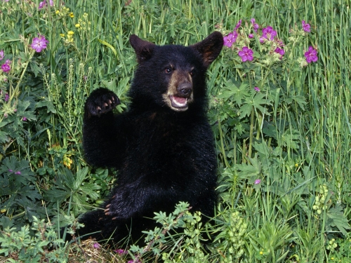 Дикая природа - Медведи (40 обоев)