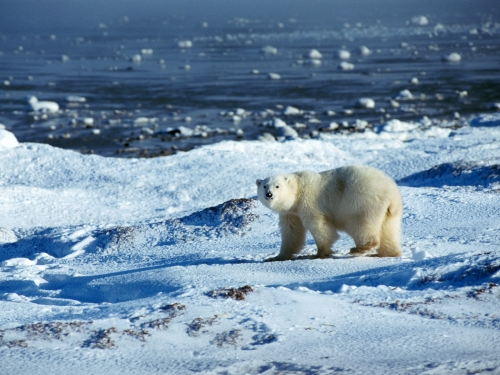 Арктические и Антаркические Животные (12 обоев)