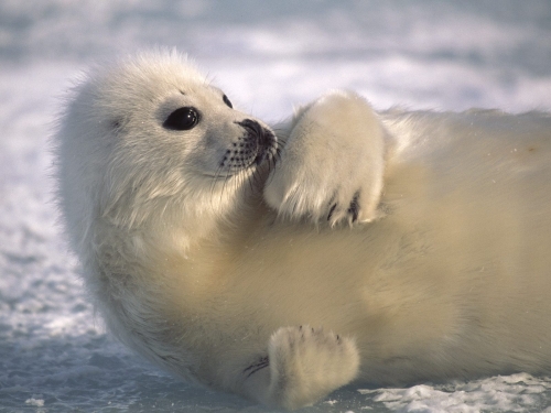 Арктические и Антаркические Животные (12 обоев)