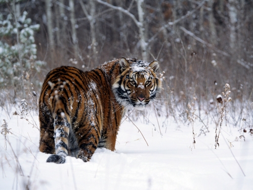 Best of Tigers High Quality Wallpapers (15 обоев)