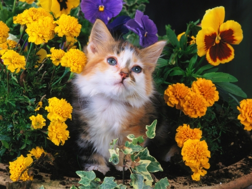 Wallpapers - Cats and lady-cats Pack#22 (20 обоев)