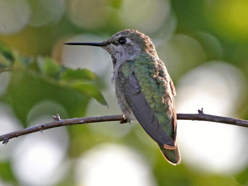 Hummingbird Wallpapers (34 обои)