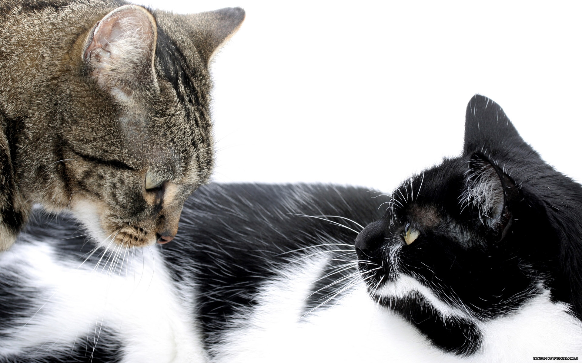 Картинка cat net. Две кошки. Кошка черная с белым. Серо черный кот. Черный и белый котик.