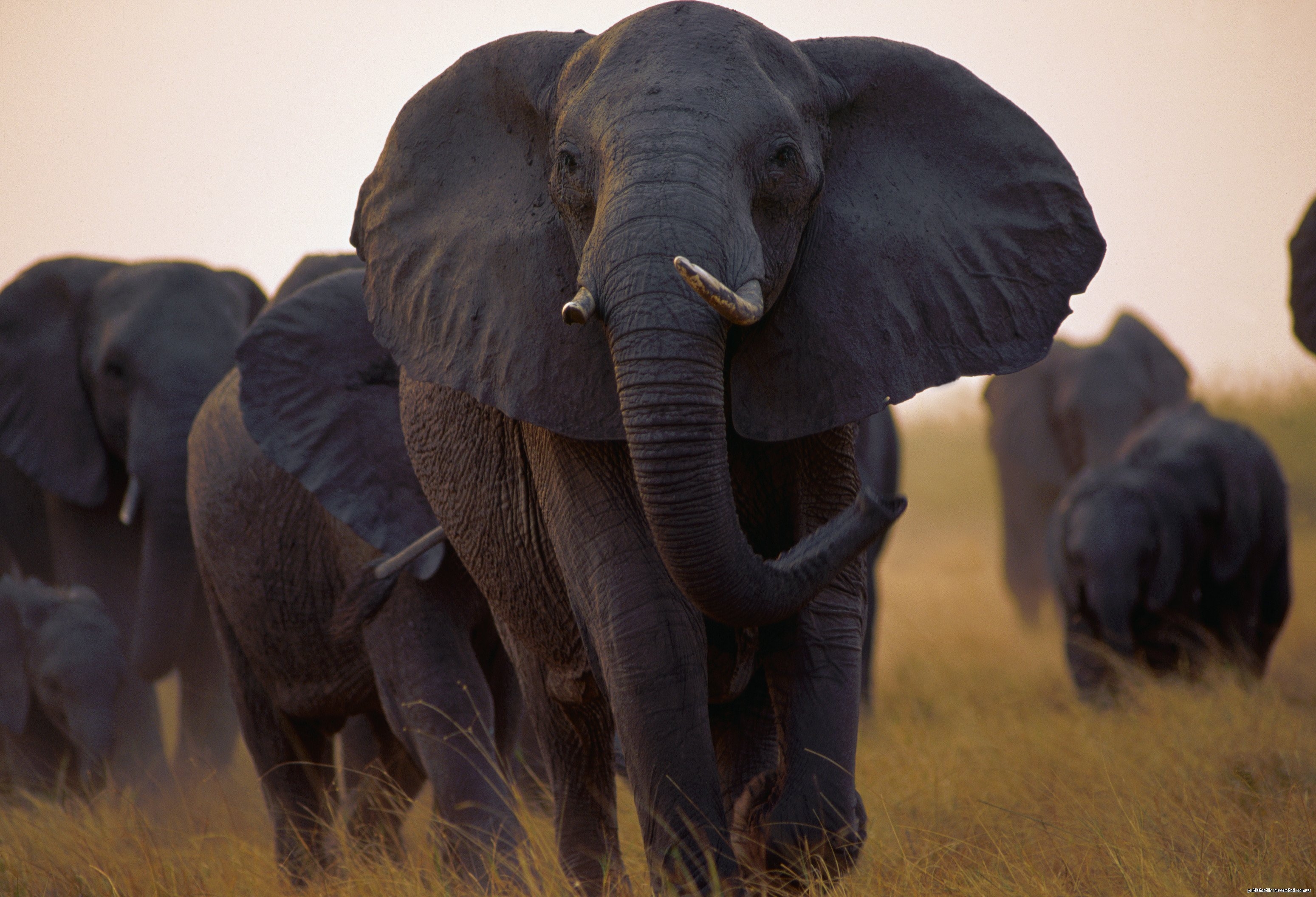 Черная слоновая. Африканские животные. Слон фото. Африканский слон. Черные слоны.
