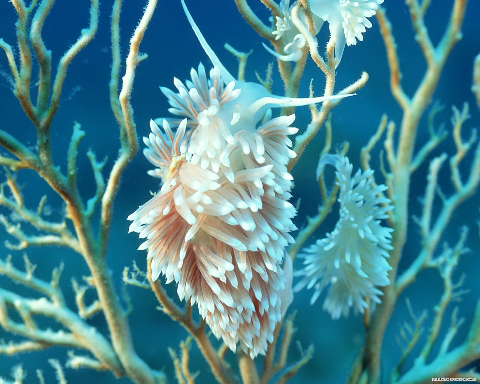 Птица водоросли. Морские водоросли актинии. Коралл актиния. Водоросли актинии морские звезды кораллы. Подводный мир актиния.