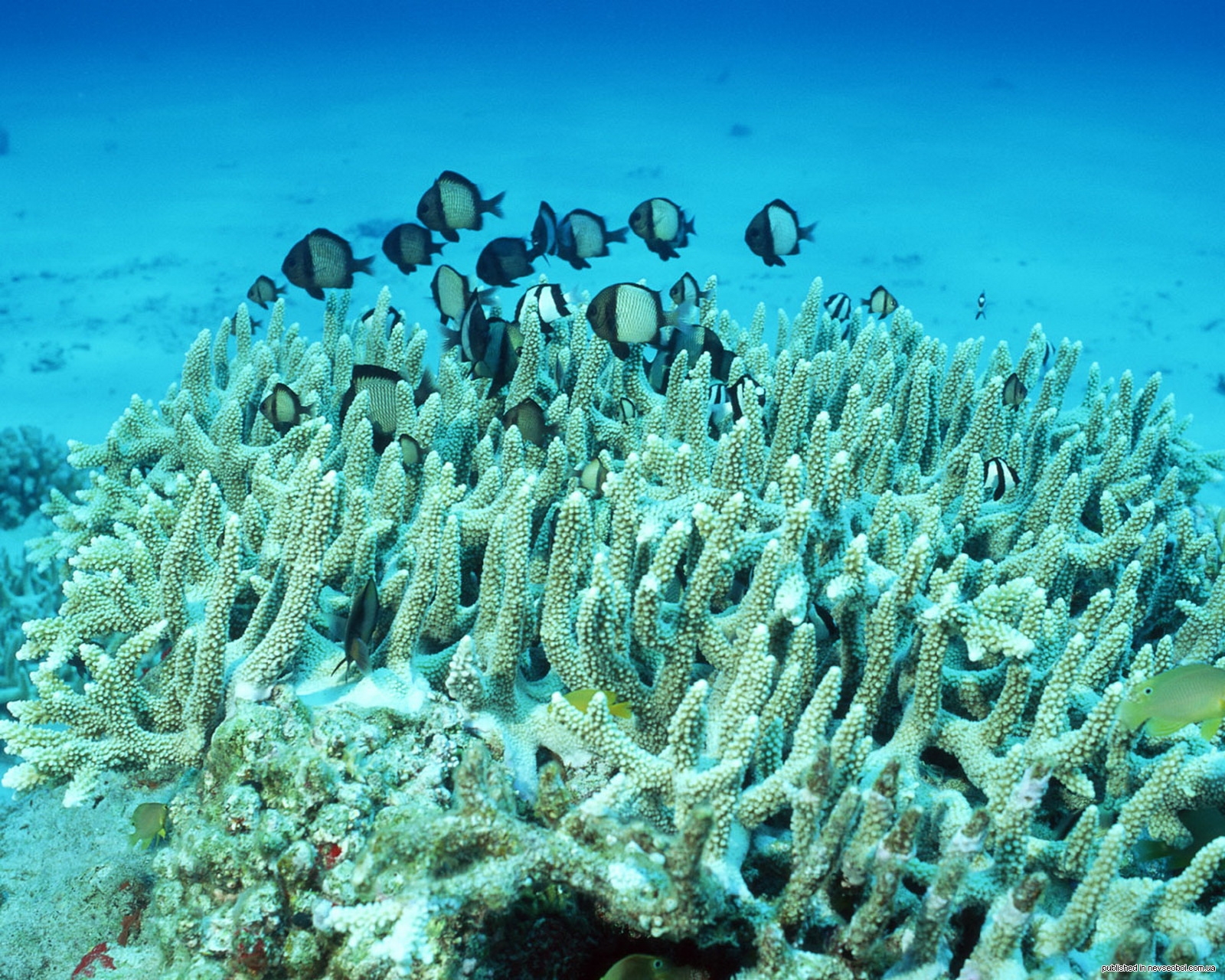 Водоросли кораллы. Коралл Санго остров Окинава. Коралл морской Окинава. Подводный мир с Жак Ив Кусто кораллы. Окинава Япония кораллы.
