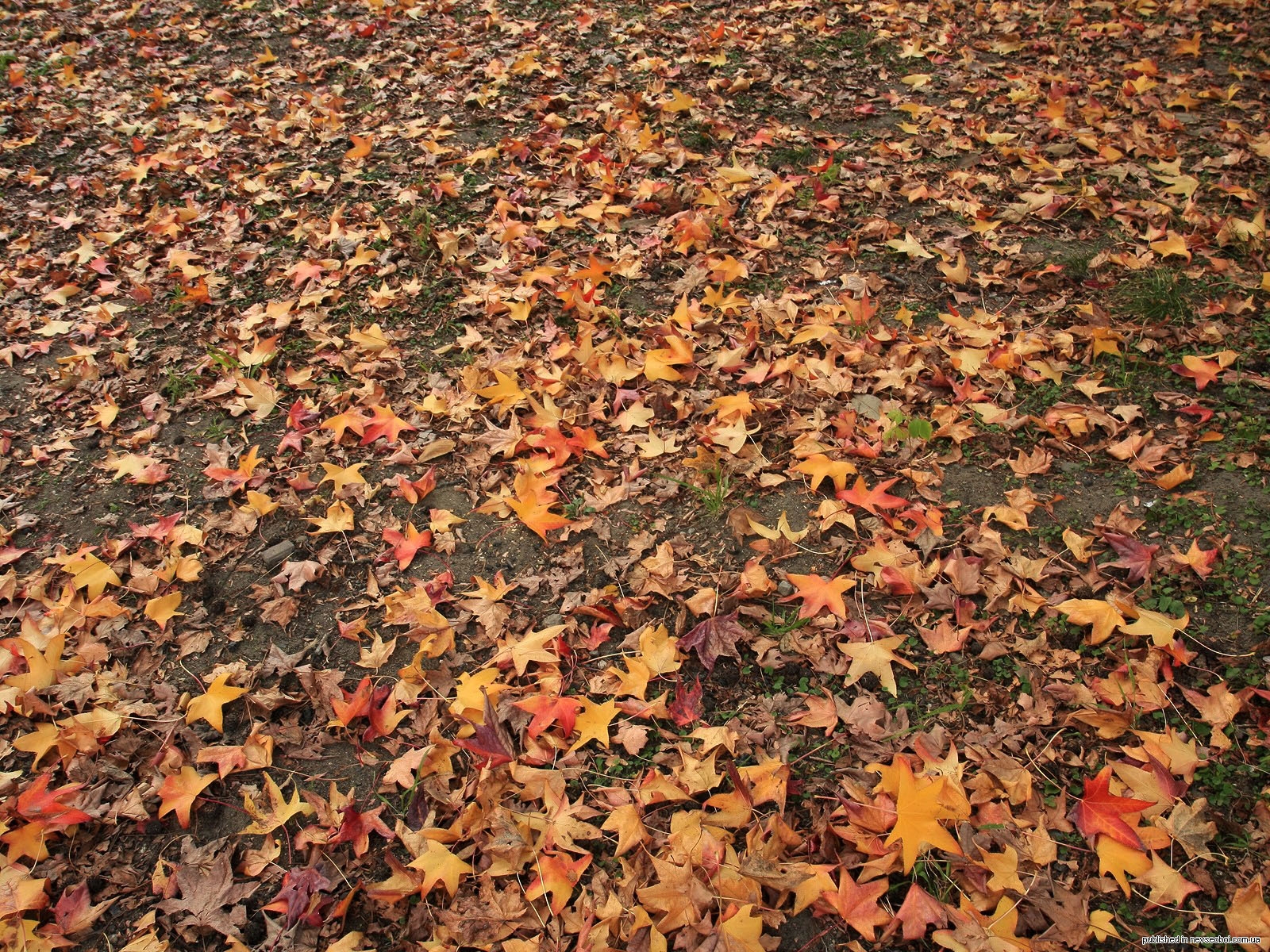 Опавшие листья терпеливо. Опавшая листва. Цвет опавшей листвы. Опавшие кленовые листья. Листва опавшая на дорожке.