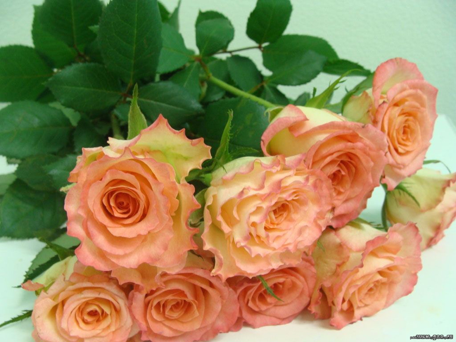 Красивые открытки в одноклассниках. Открытки с чайными розами. Шикарные букеты чайных роз.