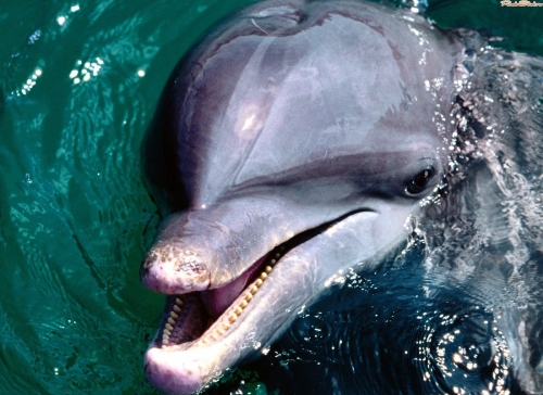 Дельфины (28 обоев)