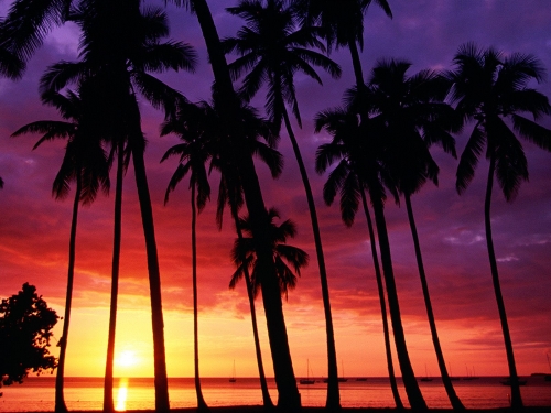 Wallpapers - Tropical Paradise Pack (53 обои)