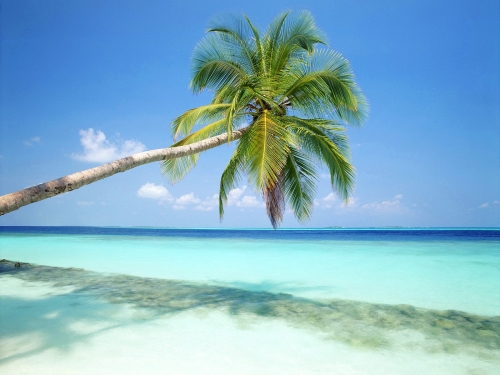 Wallpapers - Tropical Paradise Pack (53 обои)