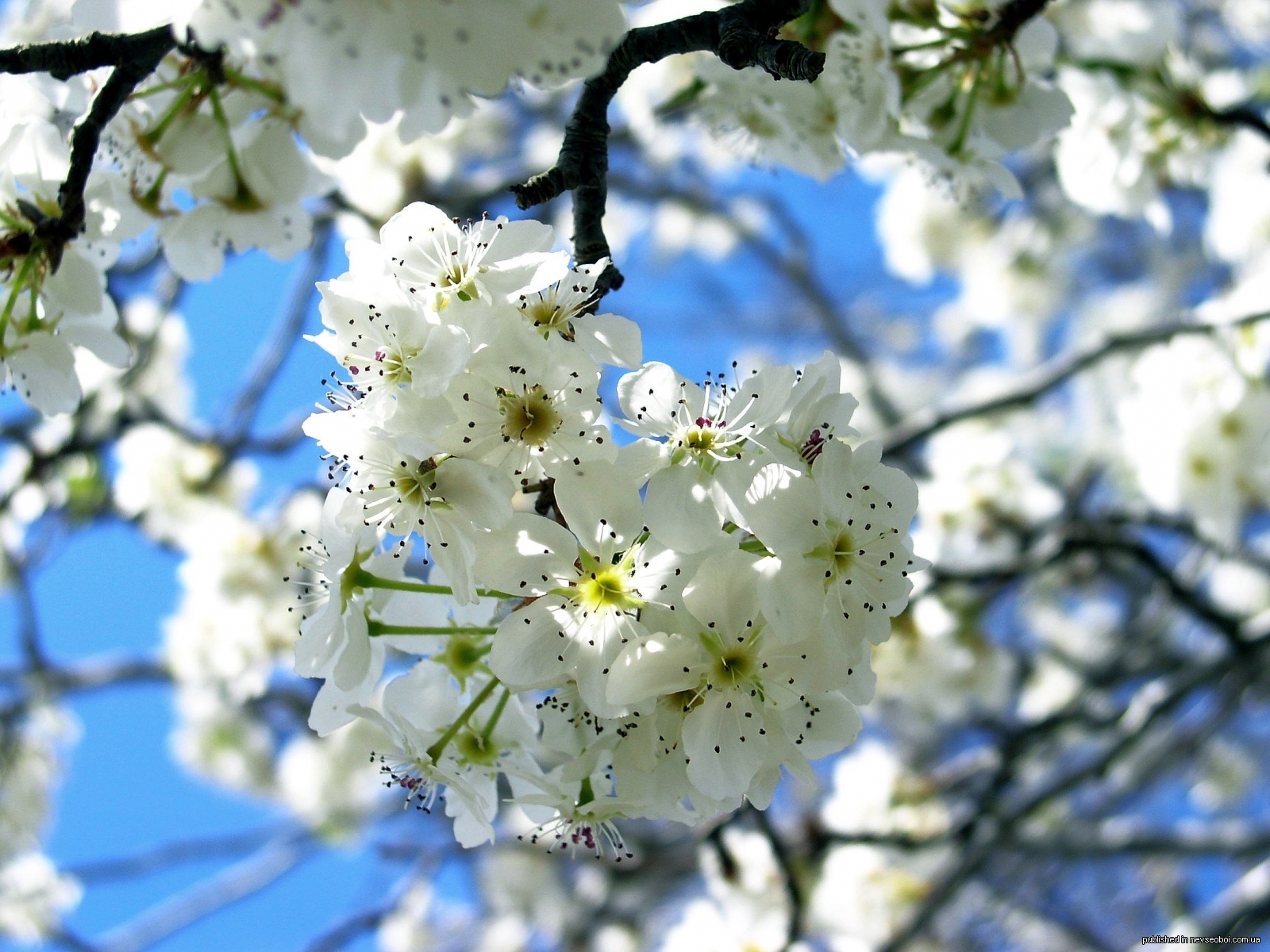 Bahor gullari. Май природа. Цветущие деревья. Фотографии весны.