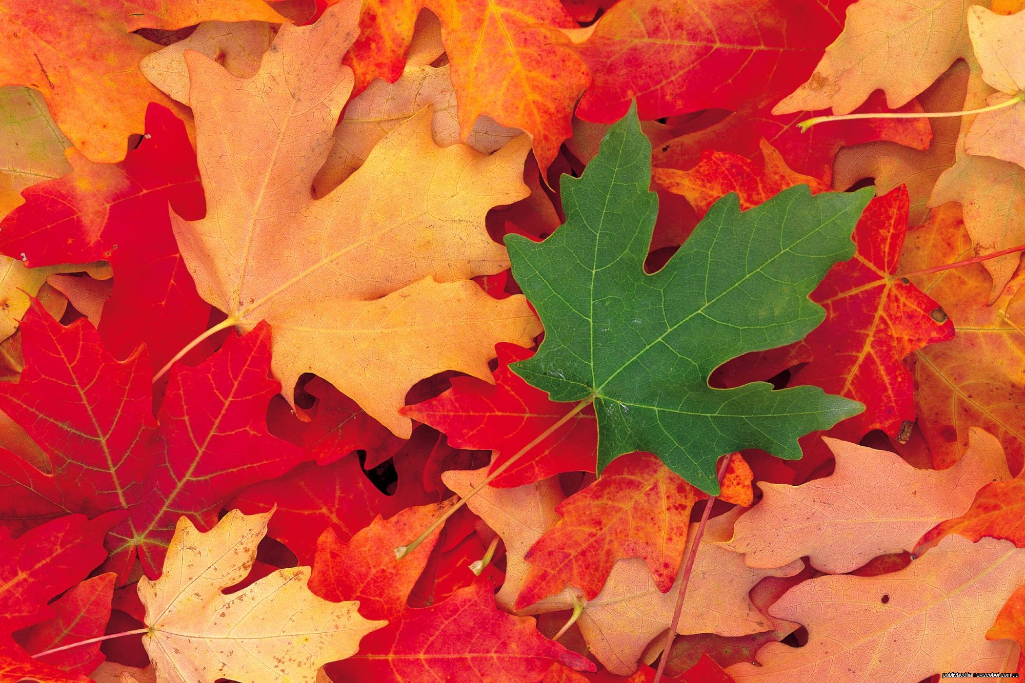 Листья клена желтые и красные. Осенние листья. Кленовый лист. Осенний Лис. Осенняя листва.