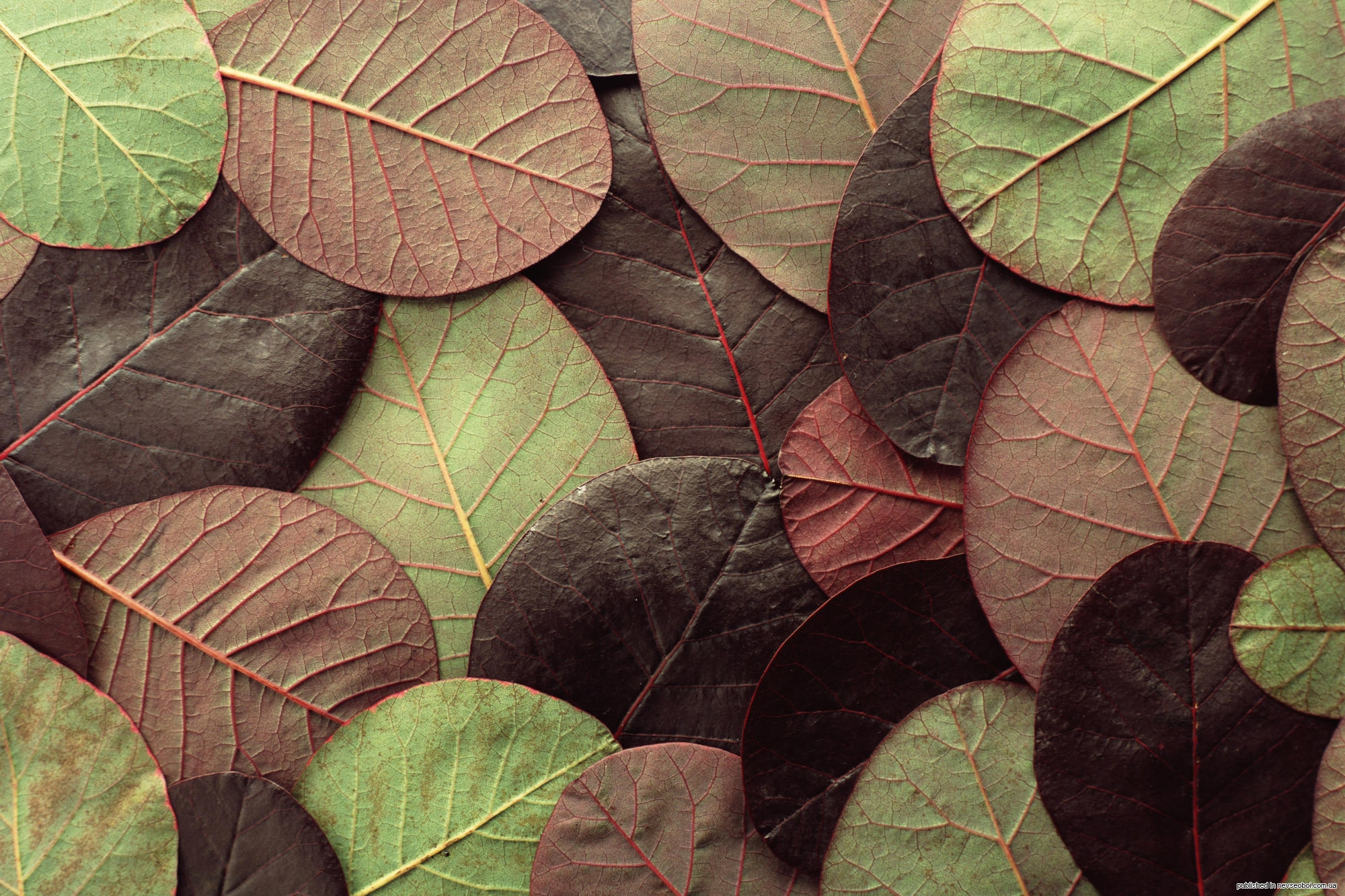 Unique leaves. Коричневые листья. Фон в коричневых тонах. Коричневый в природе. Коричневый цвет в природе.