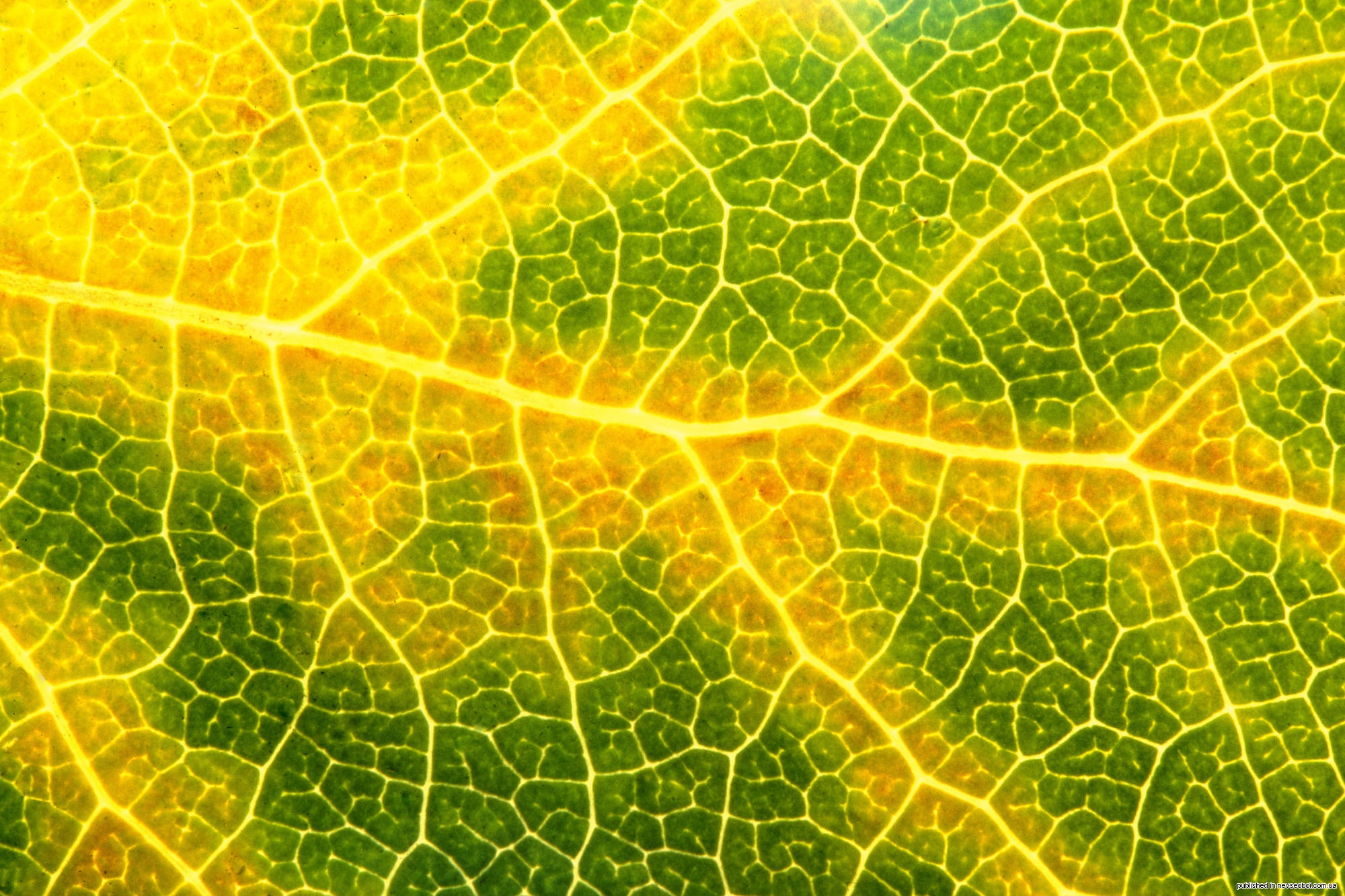 Почему листочки зеленые. Хлорофилл в листьях. Хлорофилл под микроскопом. Прожилки листа. Листья с желтыми прожилками.