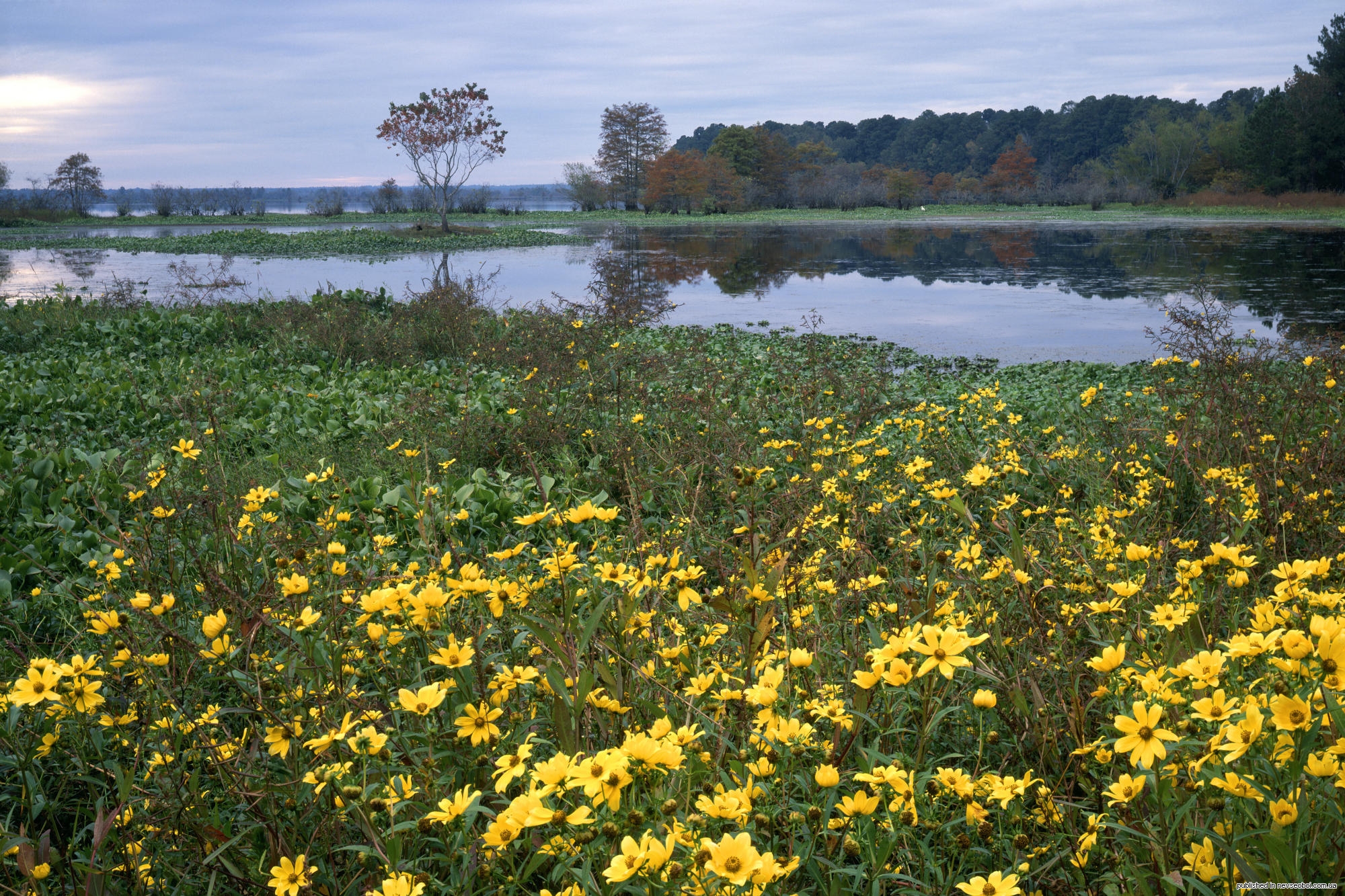 Травы рек и озер. Травянистых растений пойменного Луга. Пойменные заливные Луга. Луг река цветы. Луг на берегу реки.