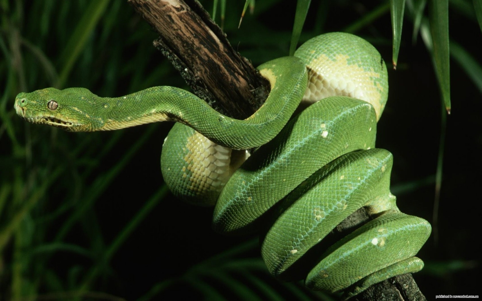 Тропическая змея 4. Зеленая куфия. Зеленая мамба (Африканский изумрудный гигант). Зеленая куфия змея. Зеленый древесный питон.