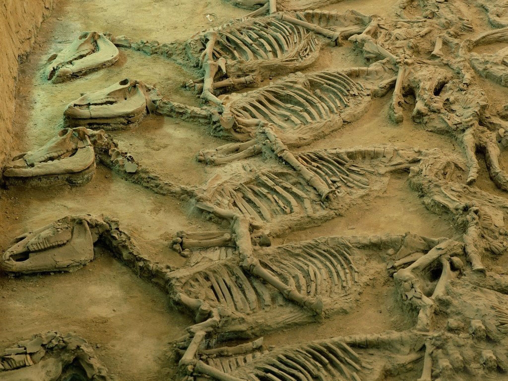 Скелеты сахары. Останки динозавров. Ископаемые животные. Раскопки окаменелостей. Находки древних животных.