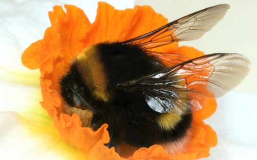 Пчёлы и цветы (80 обоев)