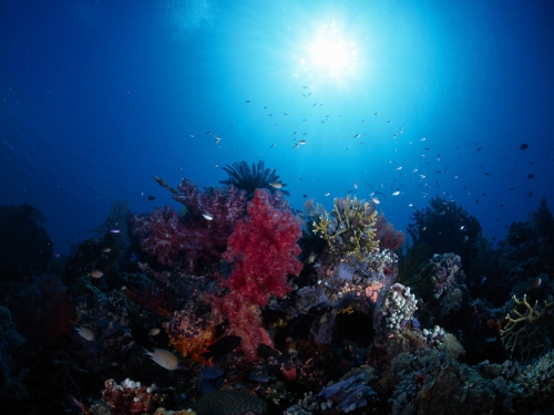 Wallpapers - Deep Blue Sea (145 обоев)