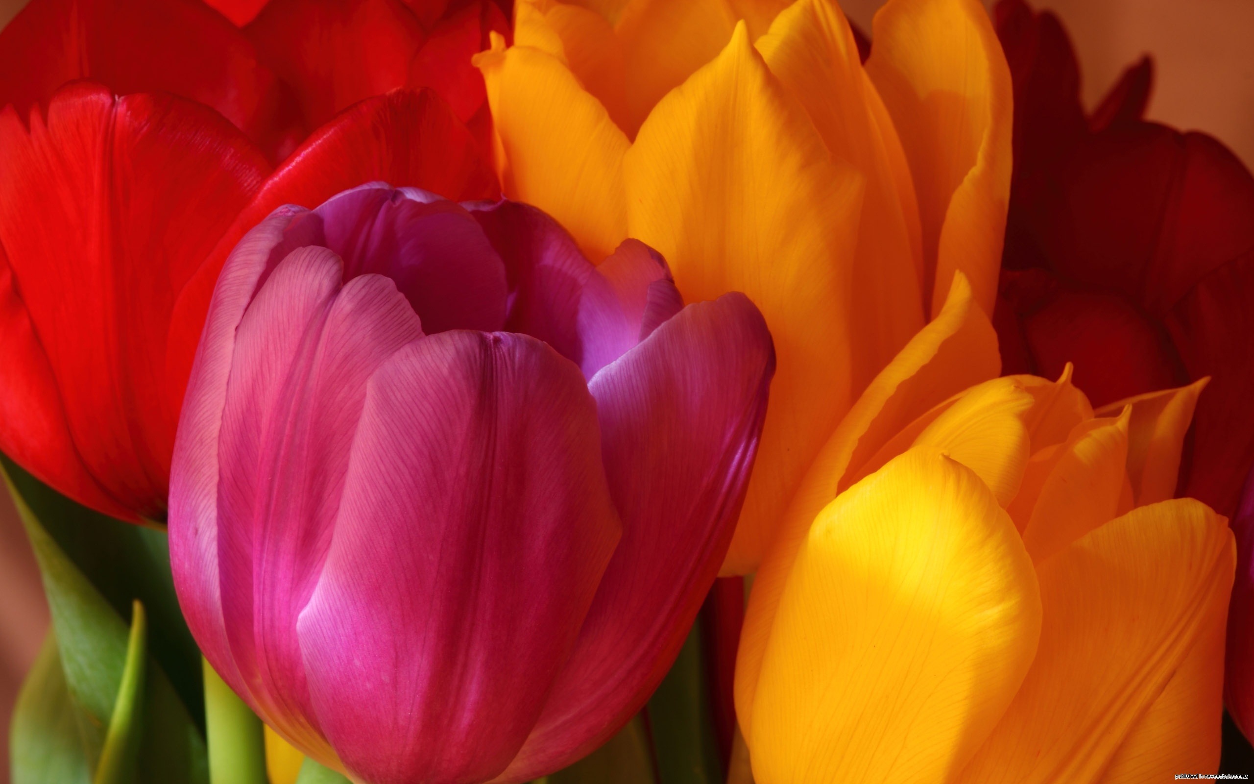 Тюльпаны картинки хорошего качества. Цветы тюльпаны. Красивые тюльпаны. Тюльпаны разноцветные. Тюльпаны высокое качество.