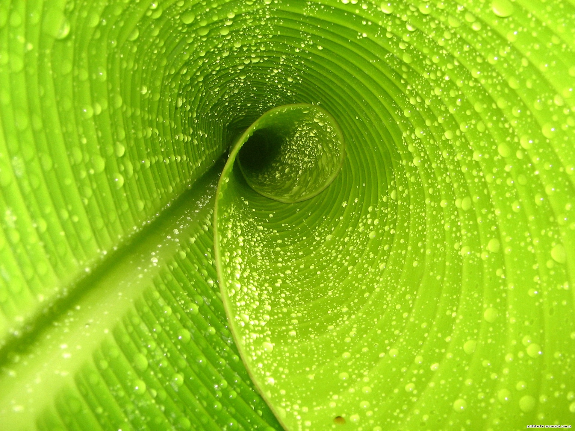 Зеленые картинки. Моника Анафония зеленые цветы. Зеленые обои. Красивый зеленый цвет. Сочный зеленый цвет.