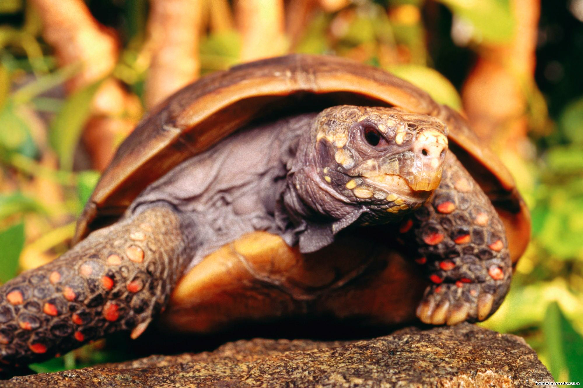 Летняя спячка у животных. Мадагаскарская клювогрудая черепаха. Угольная черепаха (Chelonoidis carbonaria). Желтоногая черепаха шабути. Капская крапчатая черепаха.