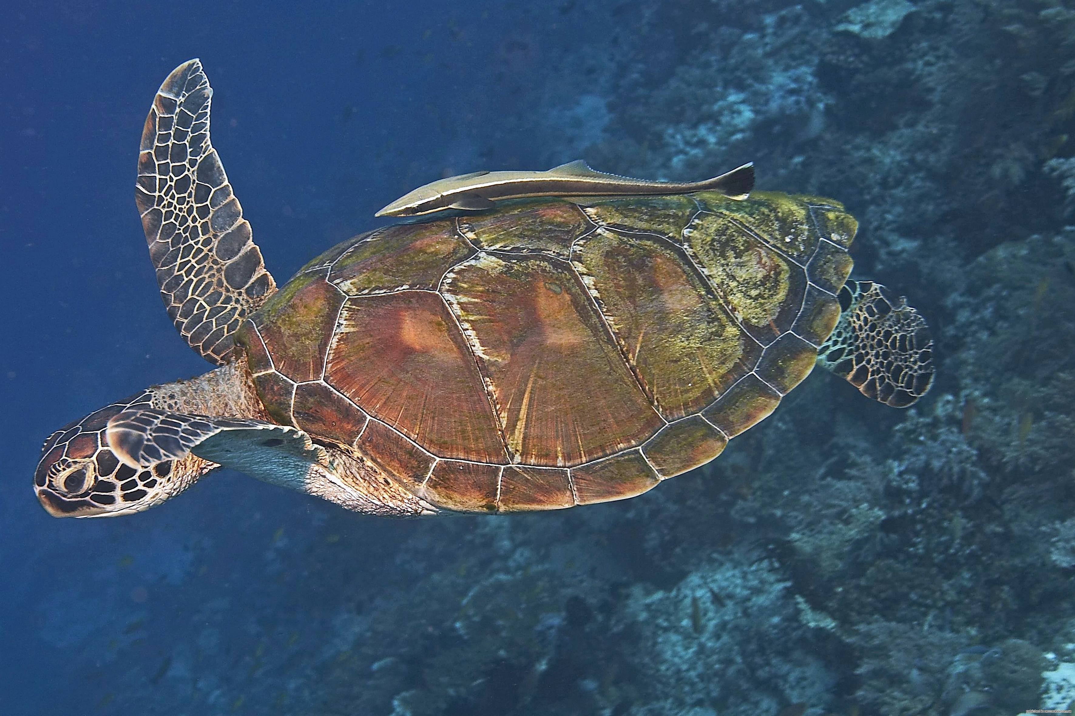 К какой группе относятся морские черепахи. Морская черепаха бисса. Черепаха бисса (Каретта). Морская черепаха бисса панцирь. Морская черепаха бисса настоящая Каретта.