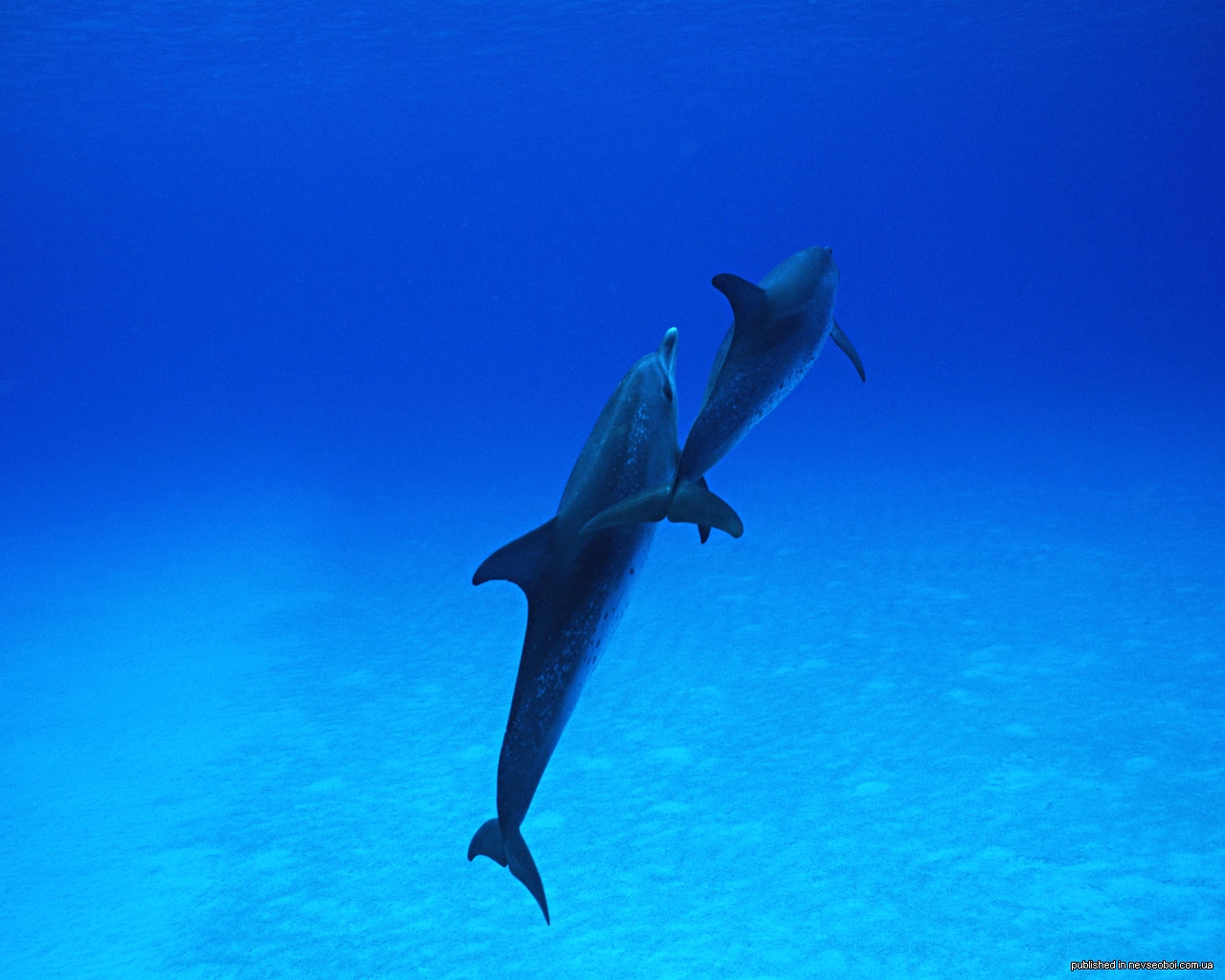 Дельфины уплывают в океан слушать. Дельфины. Дельфины картинки. Дельфин фото. Дельфины на рабочий стол.