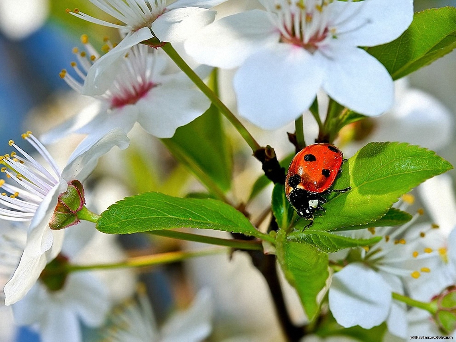 Жизнь насекомых весной. Цветы и насекомые. Божья коровка на цветке. Весенние насекомые.