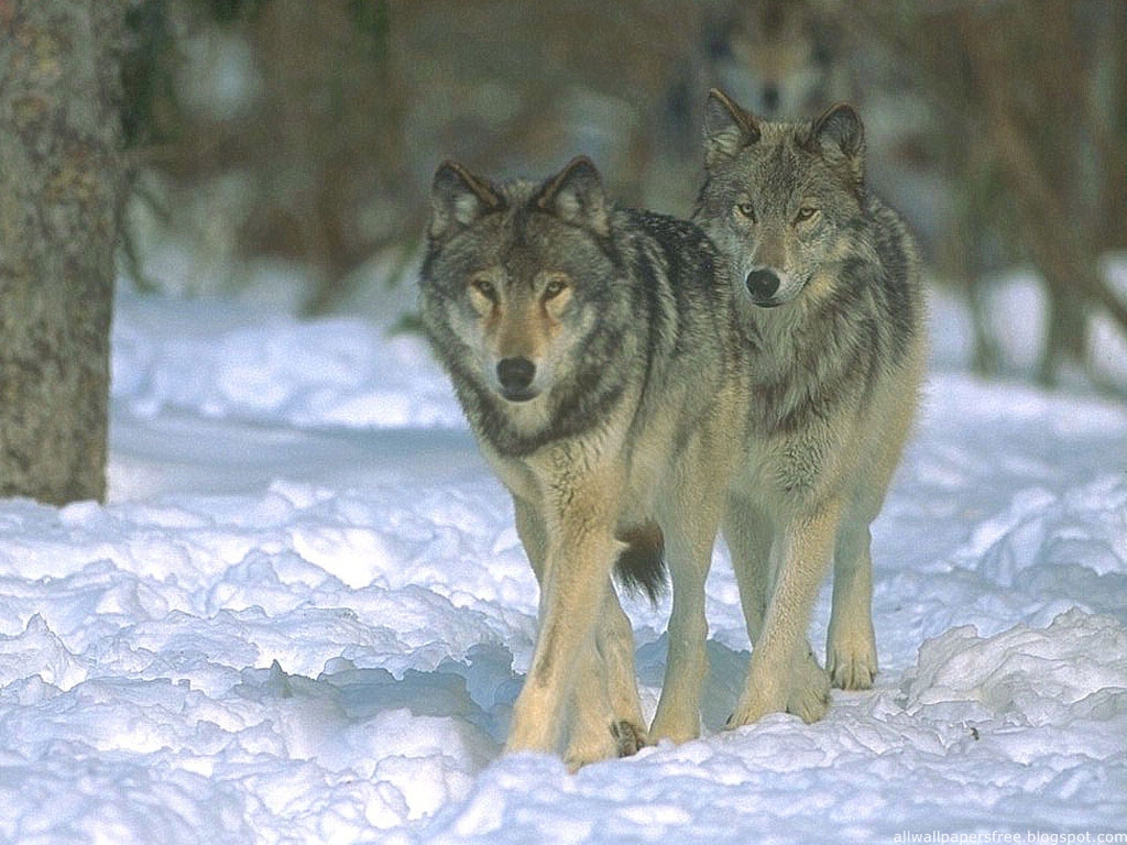 Волк. Волк зимой. Стая Волков зимой. Волк серый. Жизнь диких волков