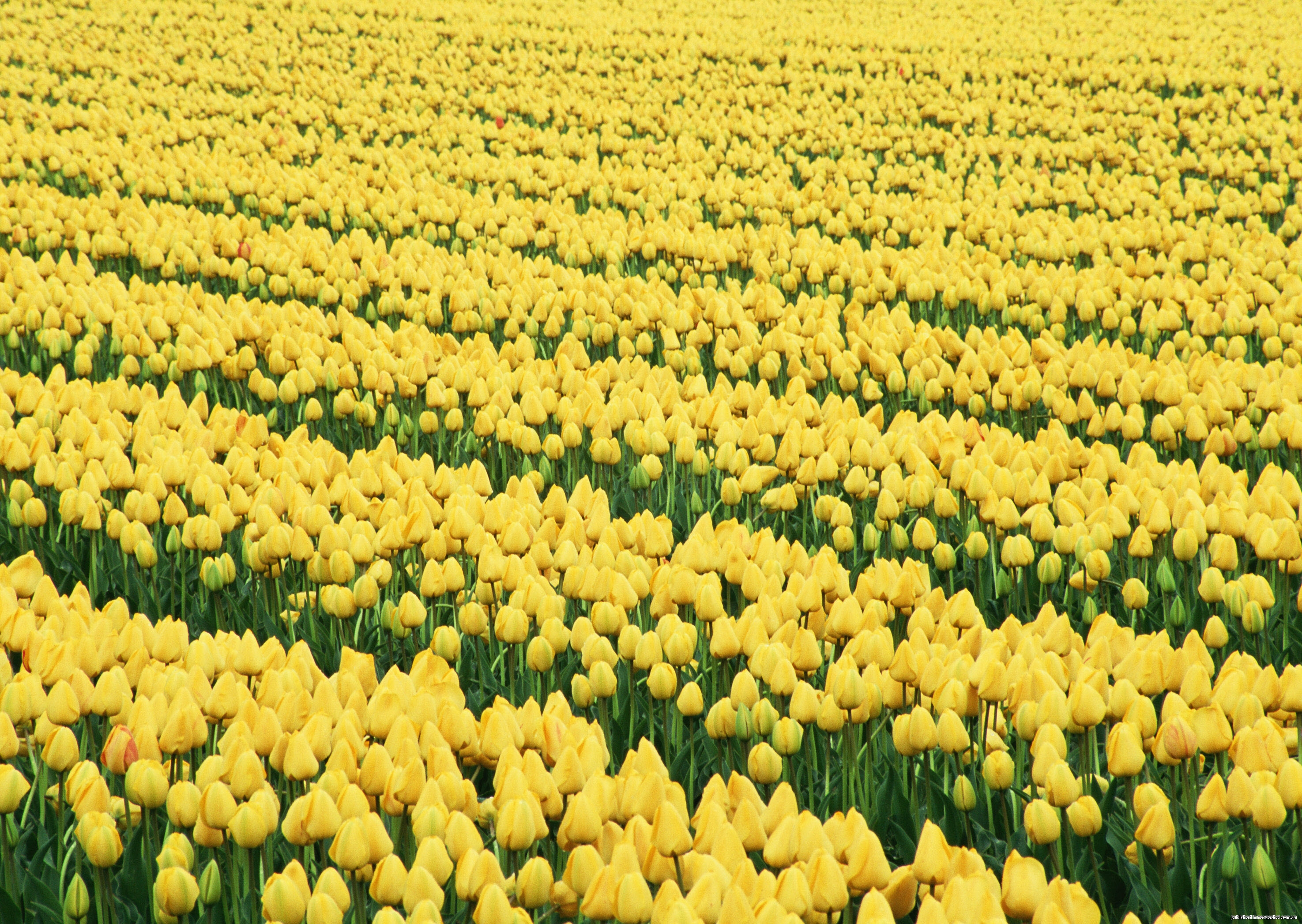 Почему тюльпаны желтеют. Тюльпановое поле желтое. Тюльпаны Голландия желтые. Поле желтых тюльпанов. Поляна тюльпанов.