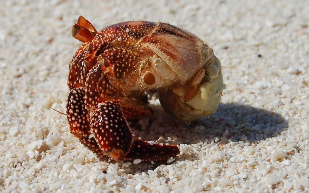Hermit crab naked